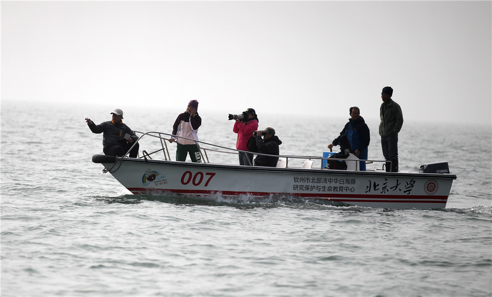 1583370552858744.jpg 寻找白海豚 谢勇云摄.jpg