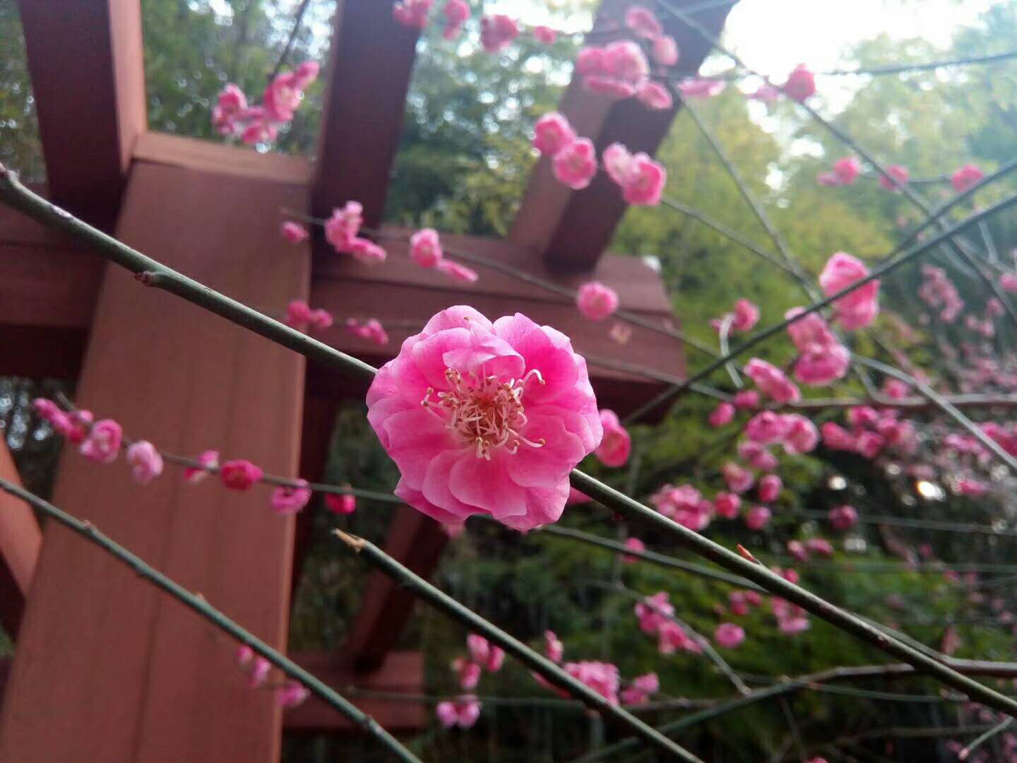 1583459723896728.jpg 梅花QQ图片20200228151615.jpg