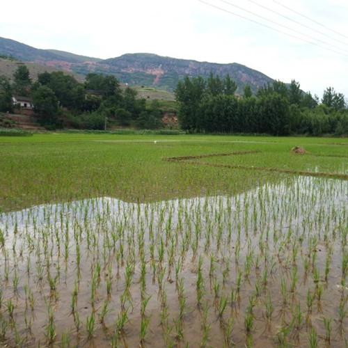 1591588336767908.jpg 稻田.jpg